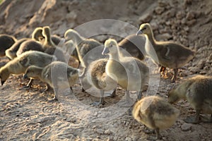 Cute ducks,Â Group of little yellow ducklings, Household